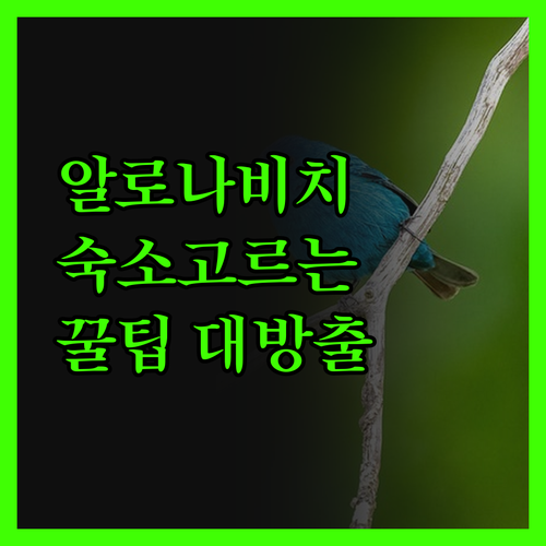 알로나 비치 숙소, 이것만 알면 실패