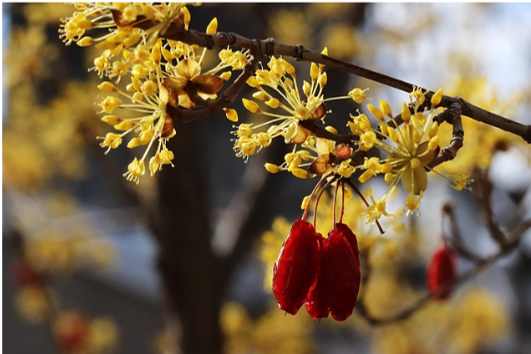 구례 산수유 꽃 축제