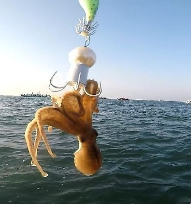 쭈꾸미낚시 준비물 장비 시즌 액션까지 초보자 필수정보 총정리 2