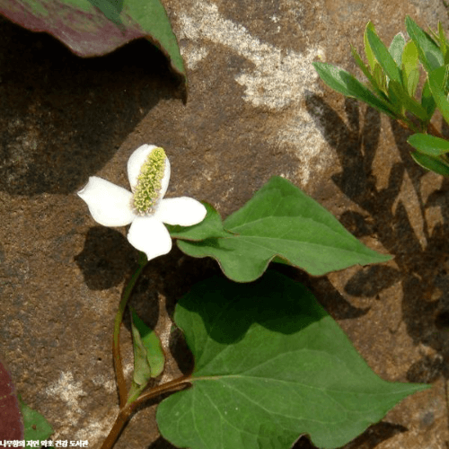 삼백초