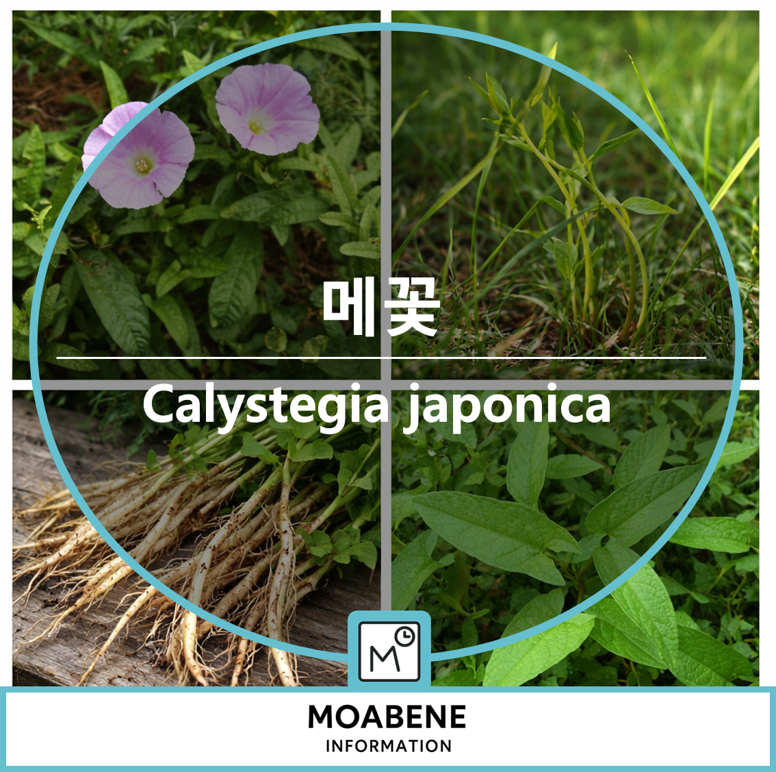 봄부터 초여름까지 만나는 메꽃(Calystegia japonica) 알아보기: 생김새, 채취 시기, 활용법 정리