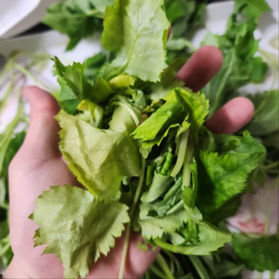 나물 종류 나물 영어로 방풍나물 봄나물 나물반찬 제철나물 숙주나물무침 명이나물 궁채나물 세발나물무침 머위나물 방풍나물 무침 고사리나물볶음 세발나물 봄나물 종류 유채나물 무나물볶음 곤드레나물밥 톳나물무침 원추리나물 무나물 숙주나물 나물 종류50가지 나물반찬 만드는 법 나무를 심은 사람 나물 무침 나물투데이 부지깽이 나물 곤드레 나물