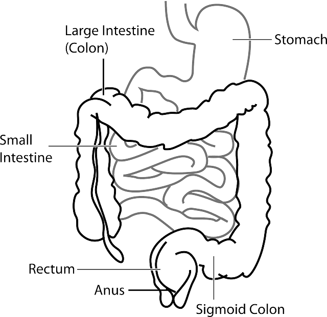 유산균 먹는시간