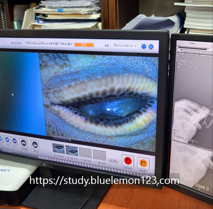 레오파드게코 눈병 치료 후기 (고름, 안약, 가루약, 병원비)