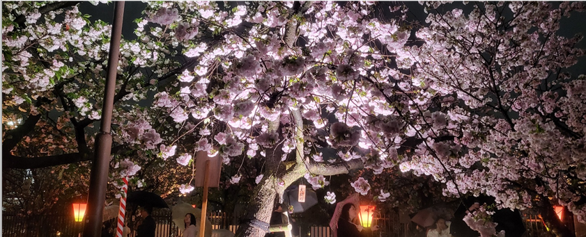 오사카 조폐국 야에자쿠라