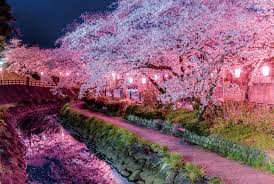 벚꽃 명소 관련 사진