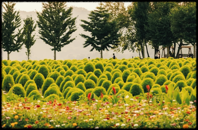 임진강댑싸리공원