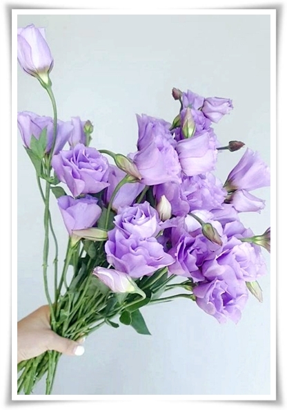 화초 "리시안셔스" 장미인 듯 장미 아닌 변치 않는 사랑의 꽃!