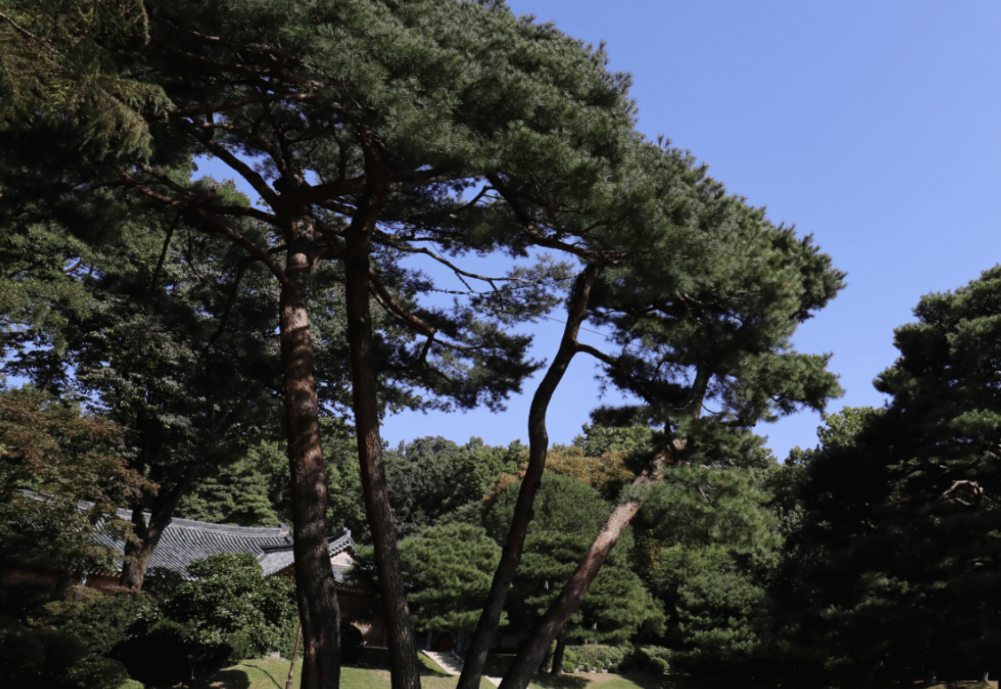 청와대 관람 신청