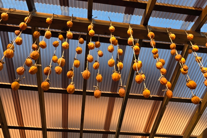 Drying Persimmon