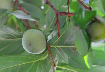 태추단감 가격, 효능과 영양성분