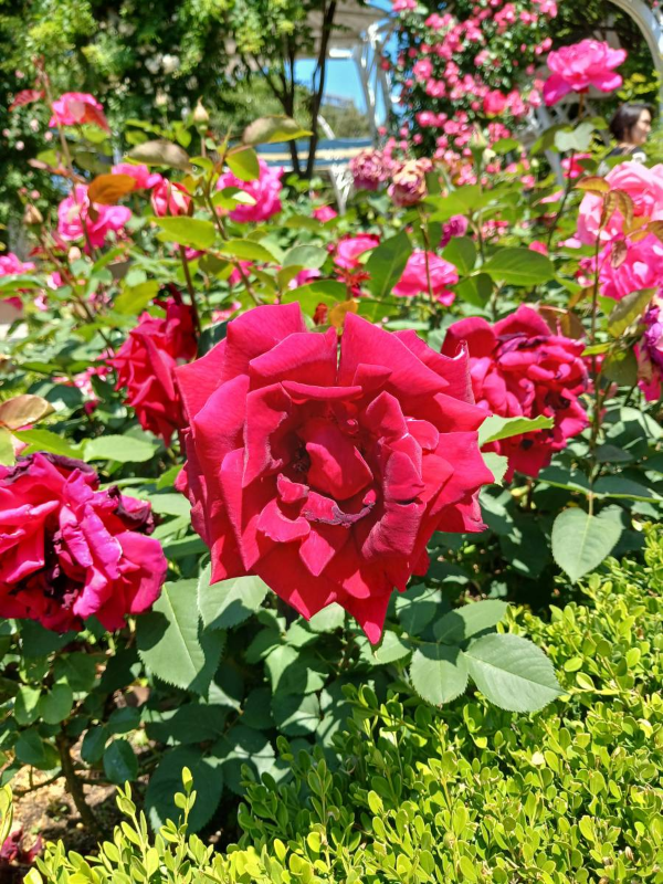 장미공원 레드빛 장미