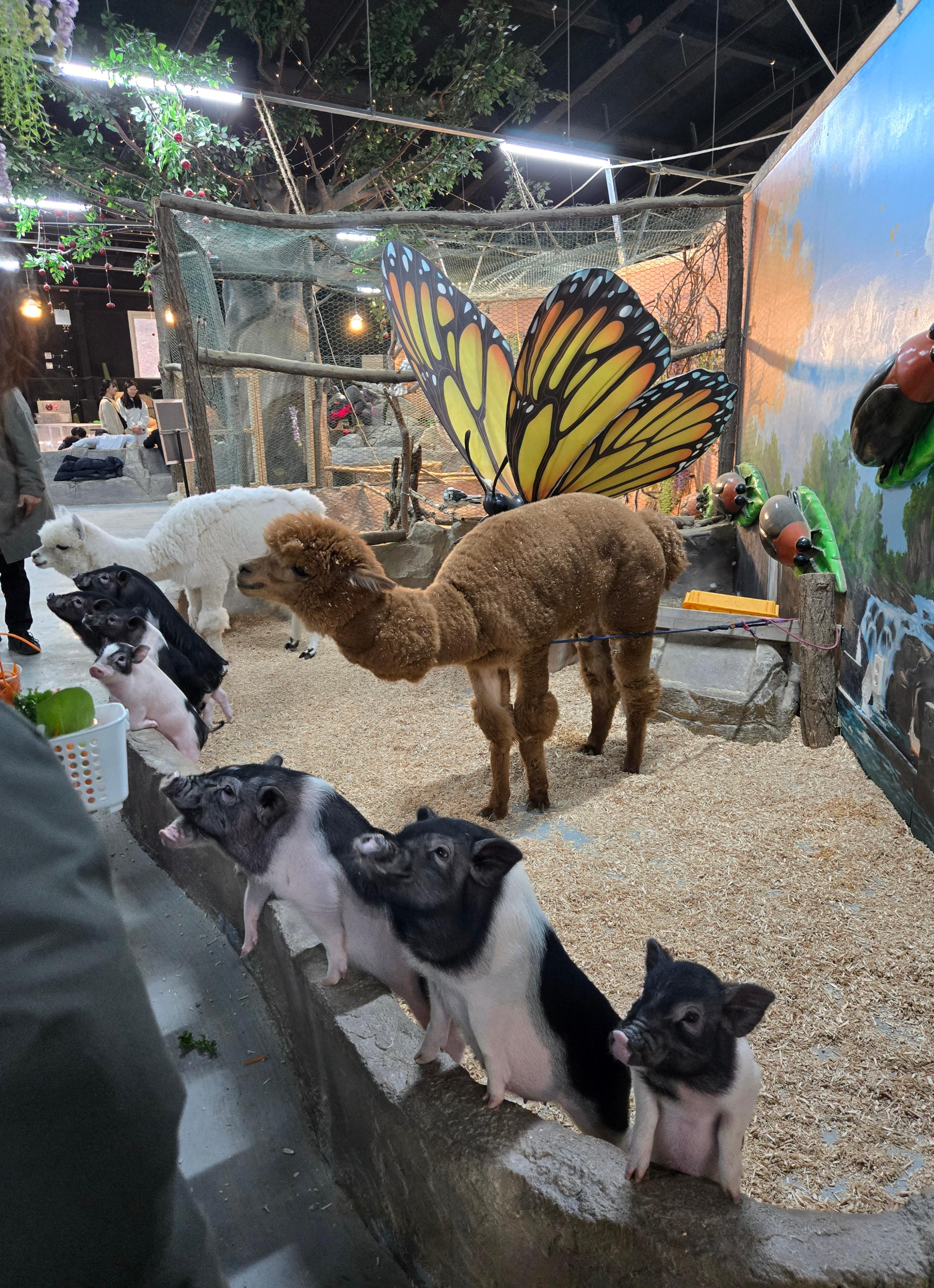 광주벅스랜드 소동물