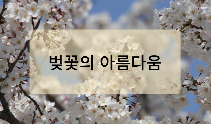 벚꽃의 아름다움