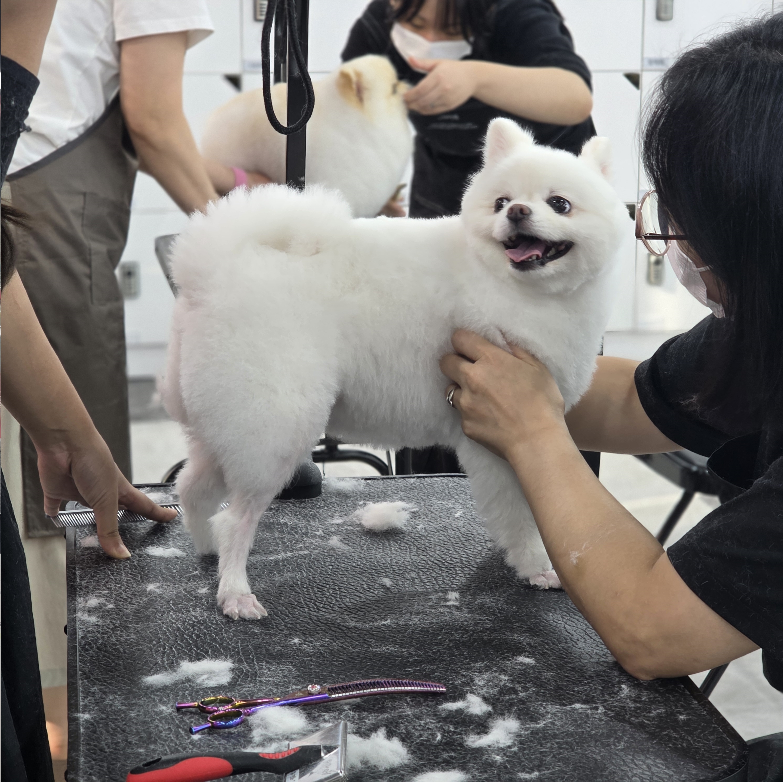 일산강아지미용학원