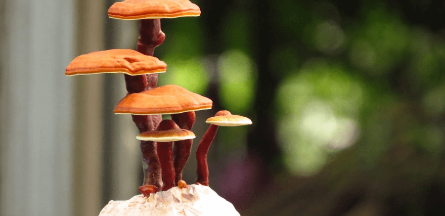 여지 버섯이 아름답게 자라나고 있다