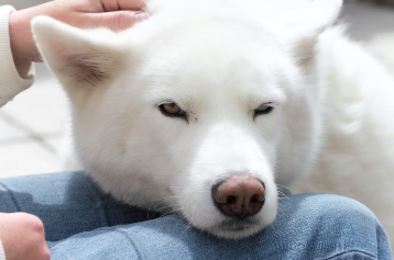 눈병 걸린 개