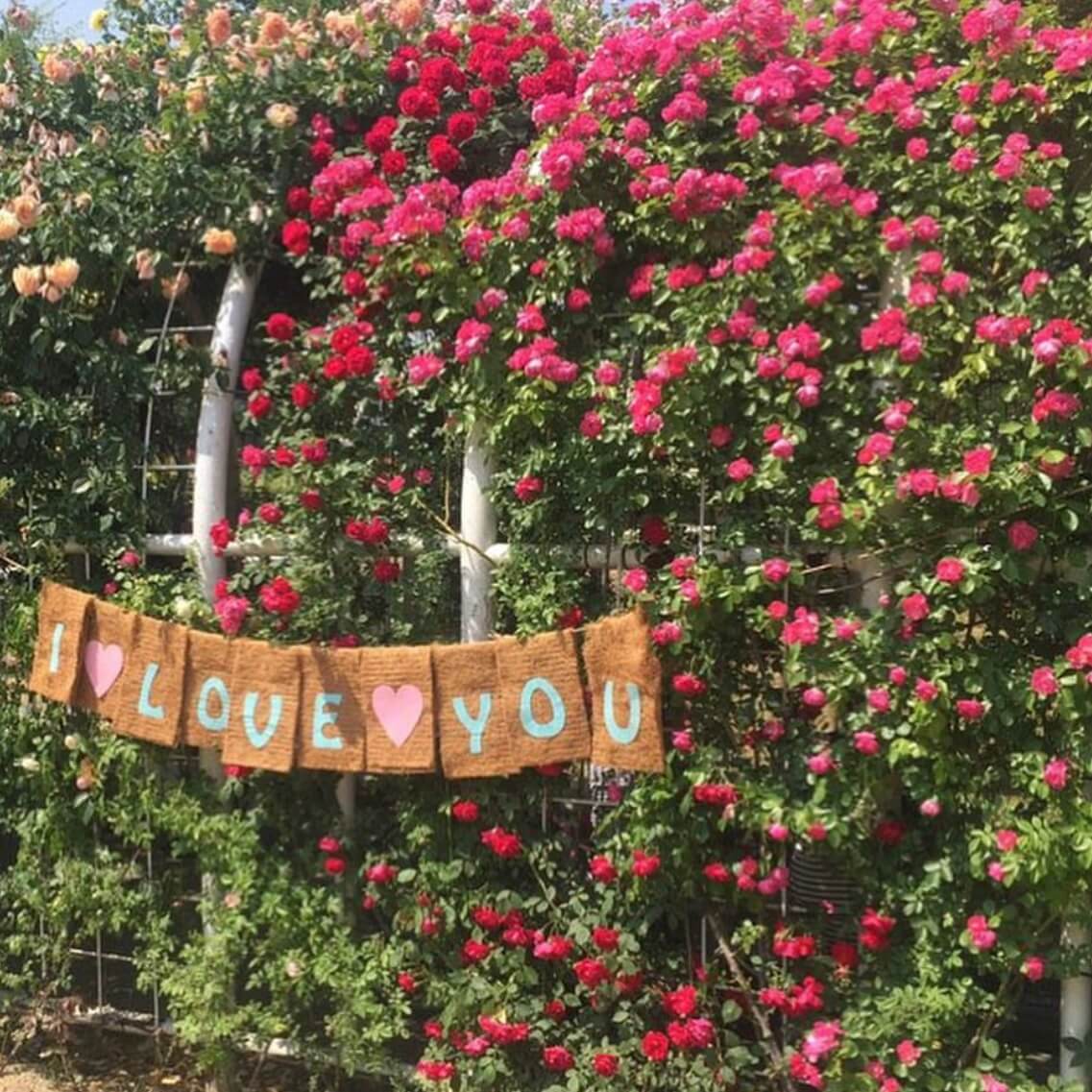 울산대공원 장미축제