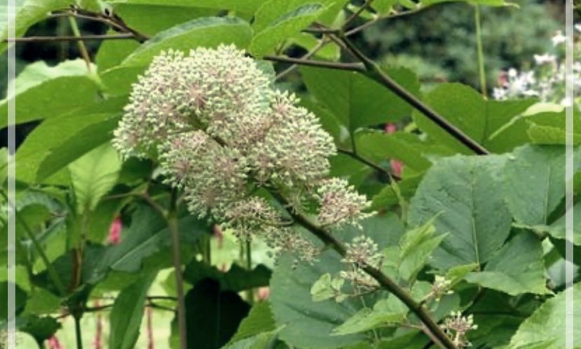 독활의 효능, 먹는법, 그리고 부작용에 관하여