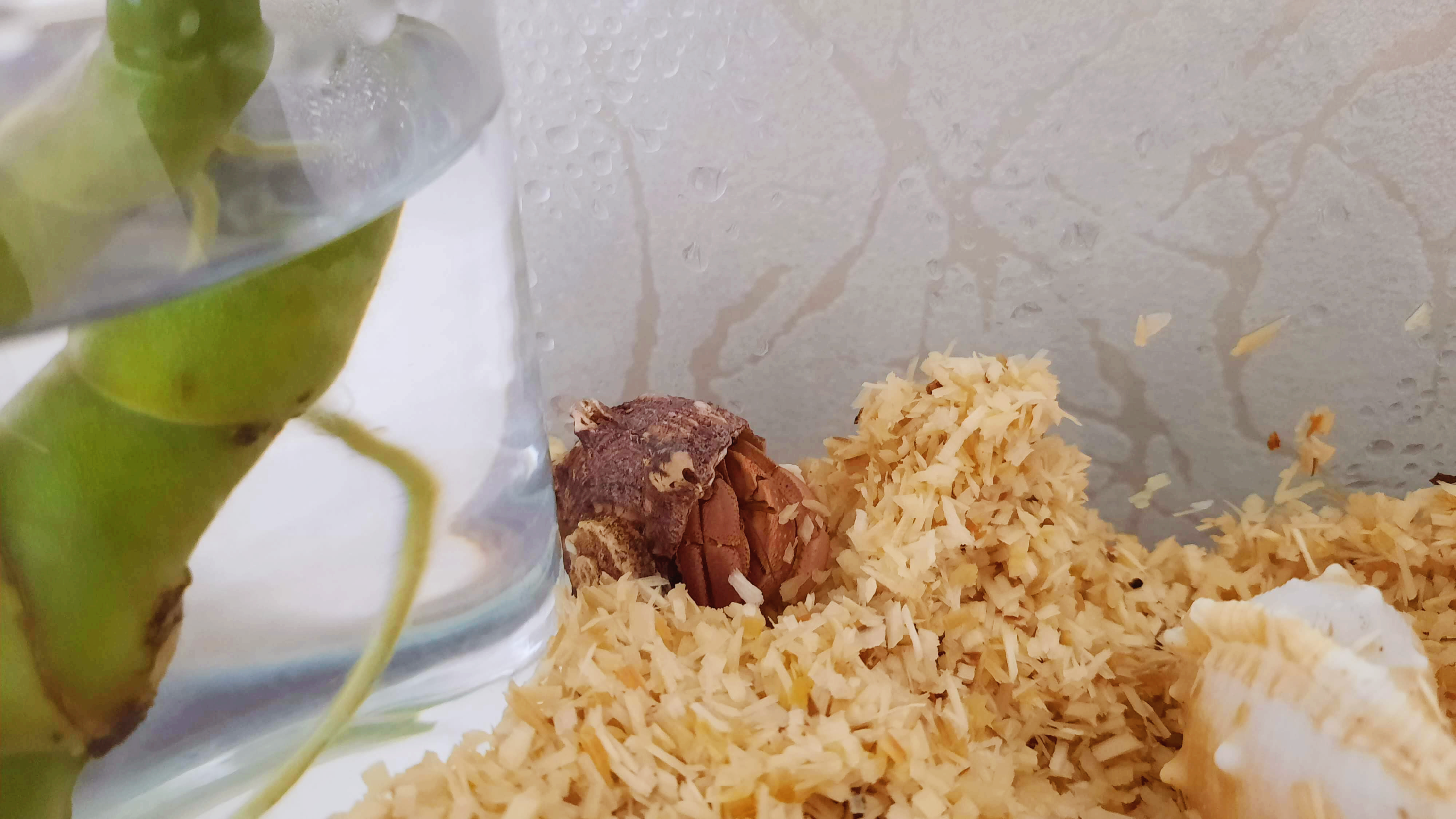 새로운 숨숨집이 별로인 타마토아(소라게)