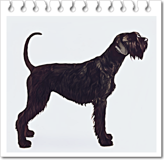 안녕soni
사역견 자이언트 슈나우저