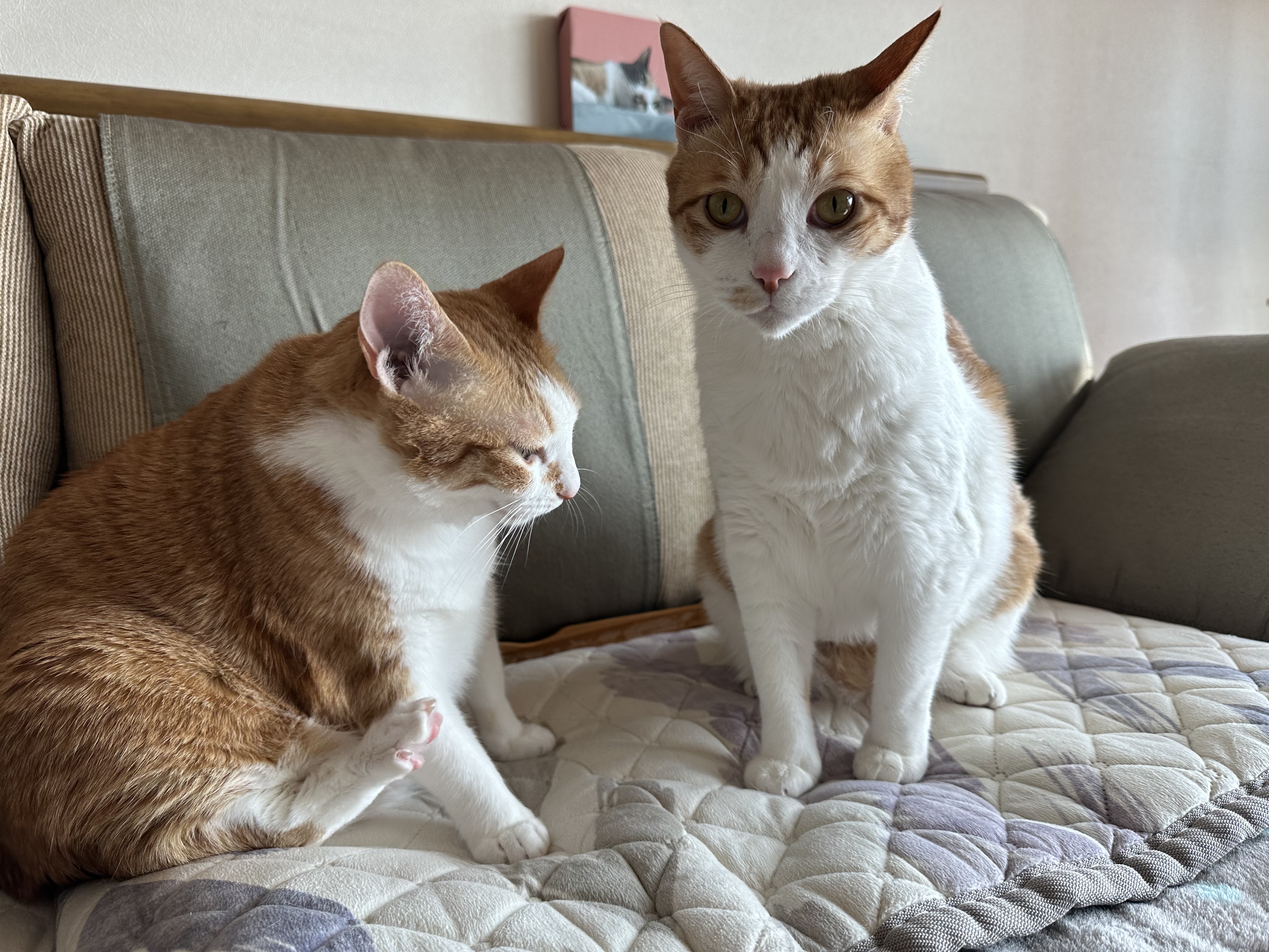 형아랑 놀고 싶어서 머리까지 깨물었지만...(feat.잔뜩 실망한 막둥이)