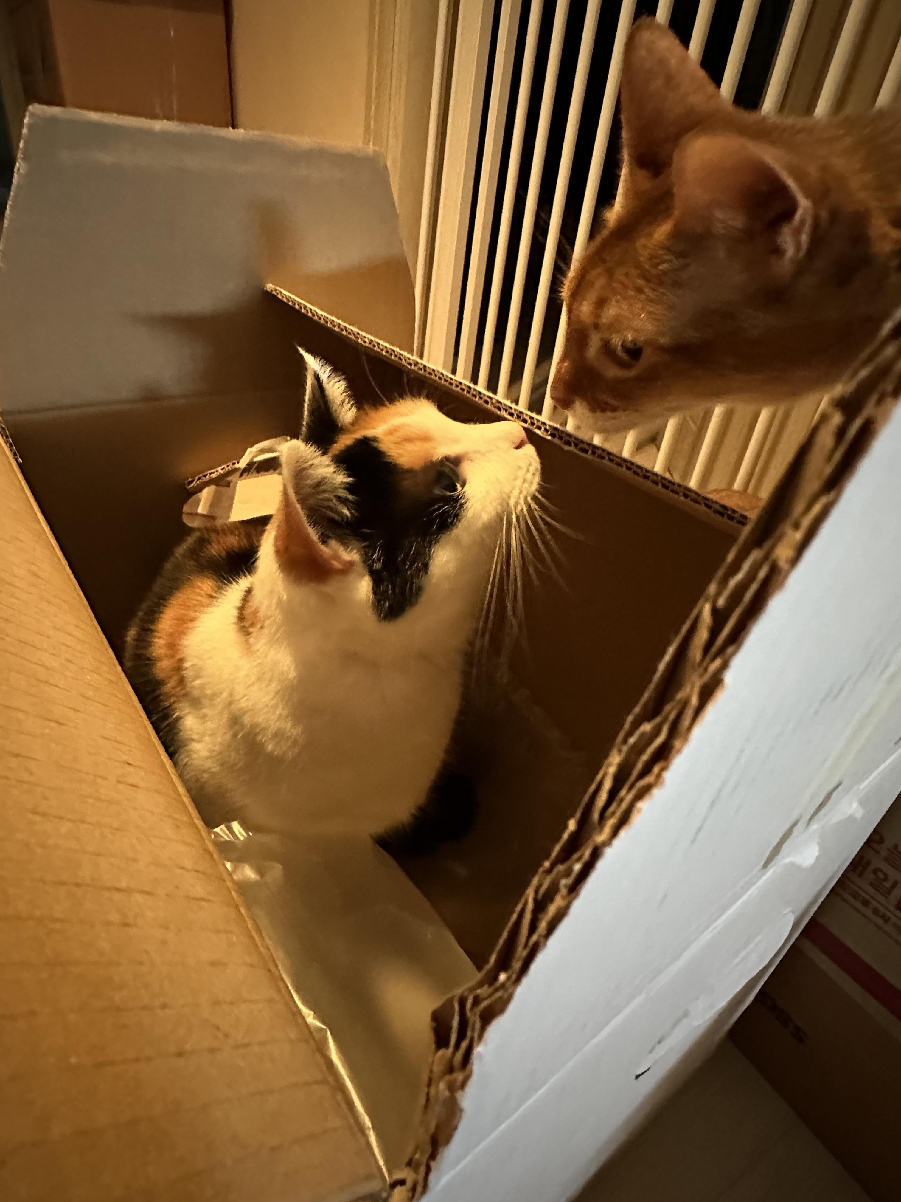 삼색이고양이_요미와_아비시니안_루나의_코인사