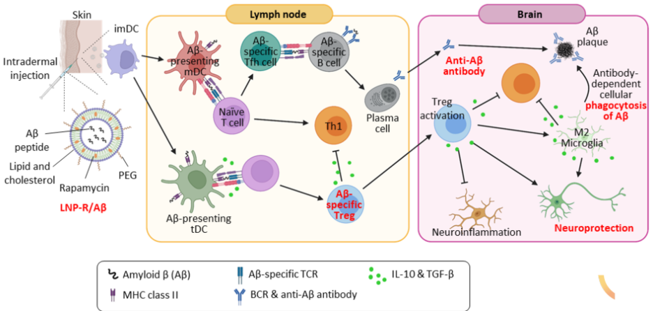 아밀로이드백신