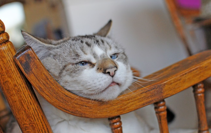 난간에 턱을 얹는 고양이.