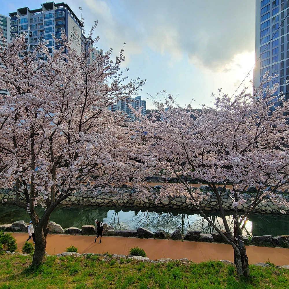 영도 동삼해수천 벚꽃길 개화 만개 시기3