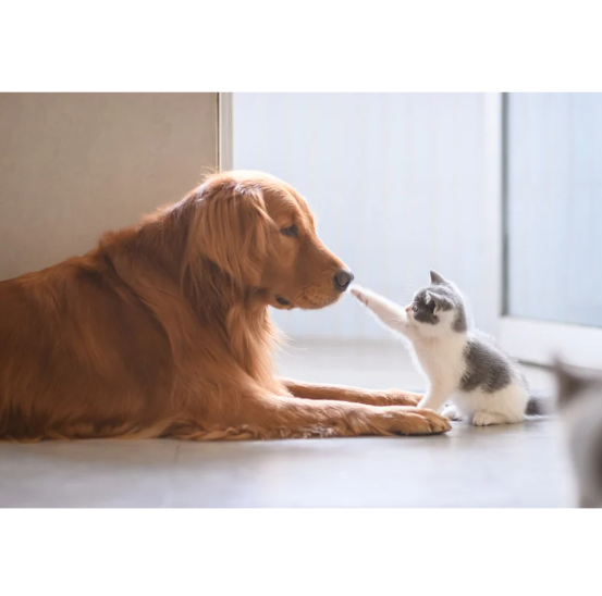 성견과 아깽이 합사하기