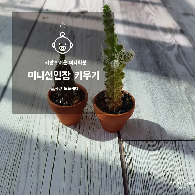 미니 선인장 키우기 물주기 통풍관리 창가배치 귀여운 관리법_4