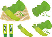 와사비잎 추출물로 건강한 다이어트 시작하기