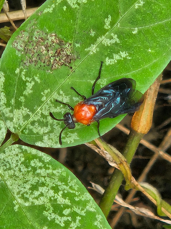 느티나무 애벌레