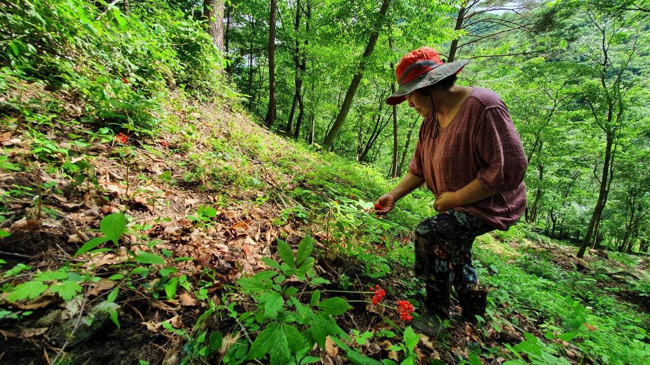6시내고향 강원 평창 산양삼 구매방법 산삼어람
