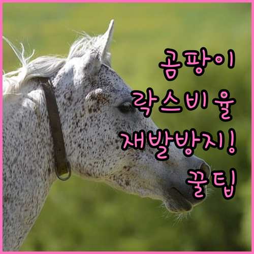곰팡이 제거 락스 희석 비율과 재발 ..