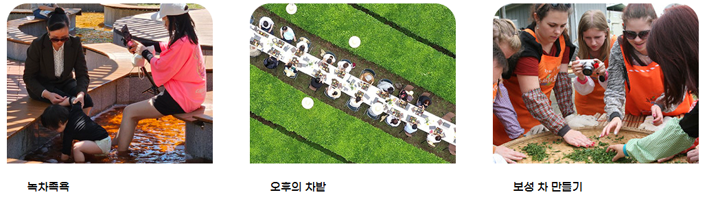 2025 보성 다향 대축제(5/2~5/6), 보성에서 피어나는 천년차의 약속