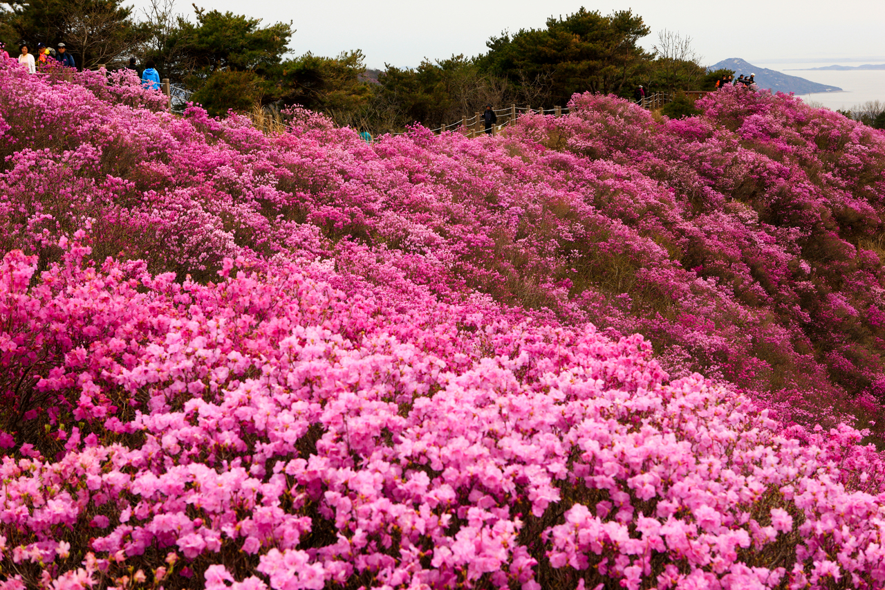 Goryeosan Azalea Festival