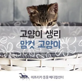 &amp;quot;고양이