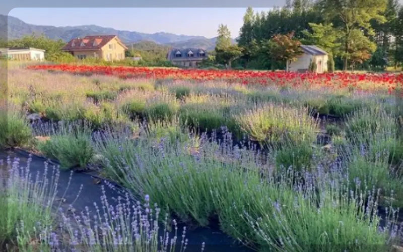 고성 라벤더 축제_14