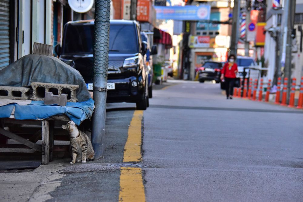 서감마을에서 본 고양이