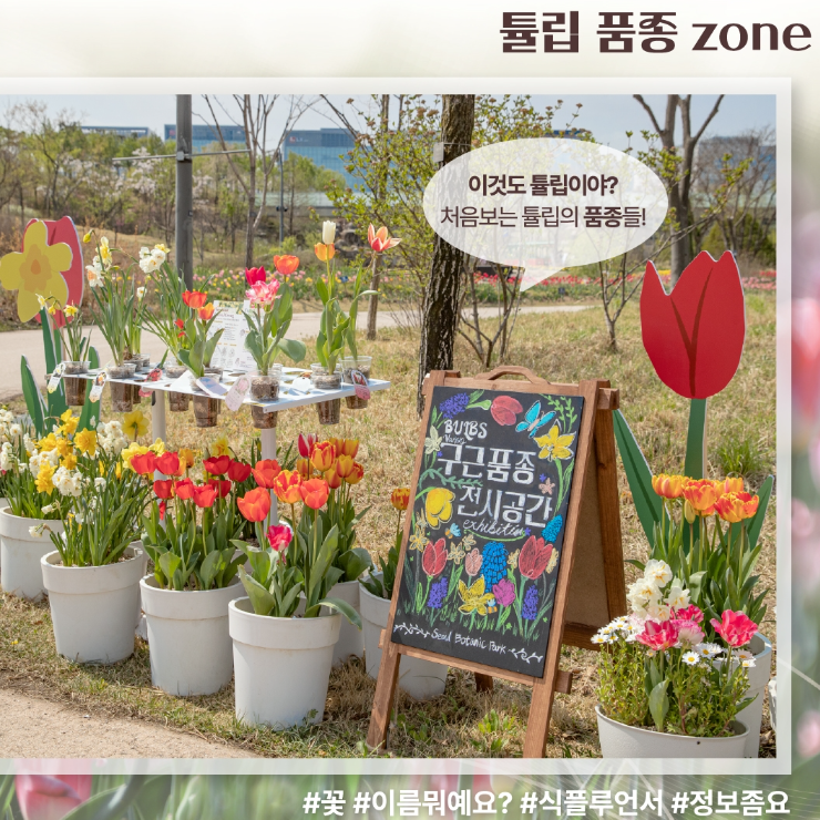 서울식물원 아이와 가볼만한곳 튤립축제