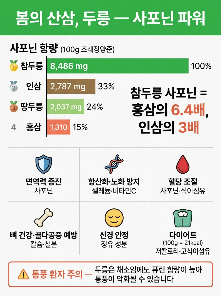 두릅 사포닌 함량 비교 및 효능 인포그래픽 &mdash; 건조중량 100g 기준 참두릅 8486mg 인삼 2787mg 홍삼 1310mg 막대 그래프, 면역력 항산화 혈당조절 뼈건강 신경안정 다이어트 6가지 효능, 통풍 환자 주의사항 안내