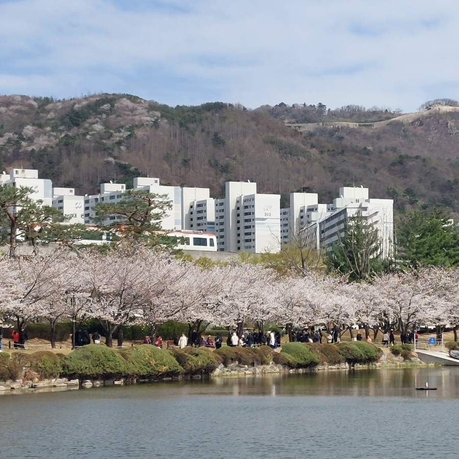 김해_연지공원_벚꽃_개화현황