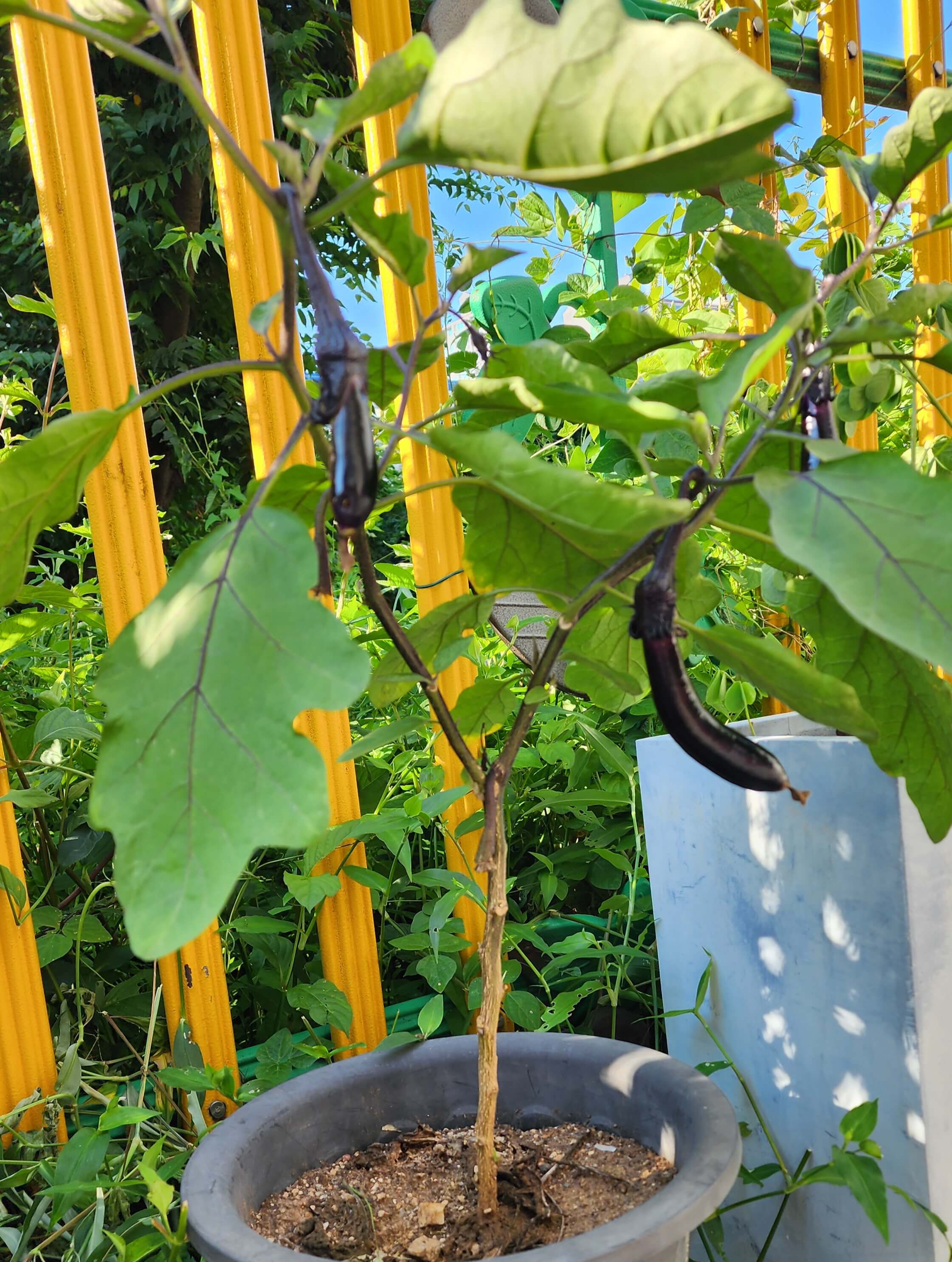 실버베란다가지