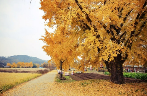 보령 청라 은행나무길 사진