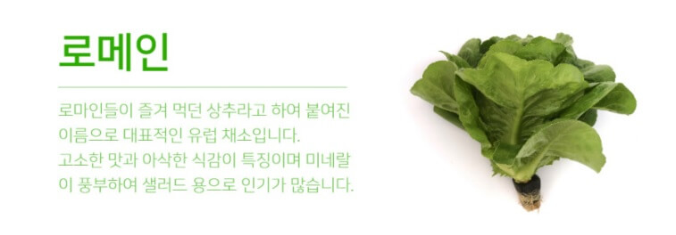 생방송투데이 환승직업 두 번째 인생 충주 쌈 채소 농장 웰팜이에이씨 쌈채소 스마트스토어 주문방법