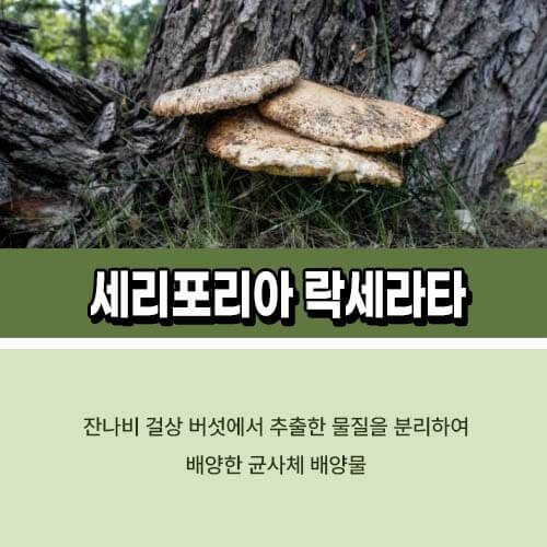 세리포리아 락세라타