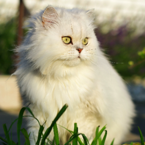 고양이-품종-17가지-종류-완벽-총정리