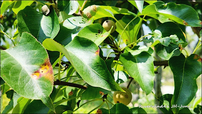 돌배나무(Pyrus ussuriensis)와 돌배 효능